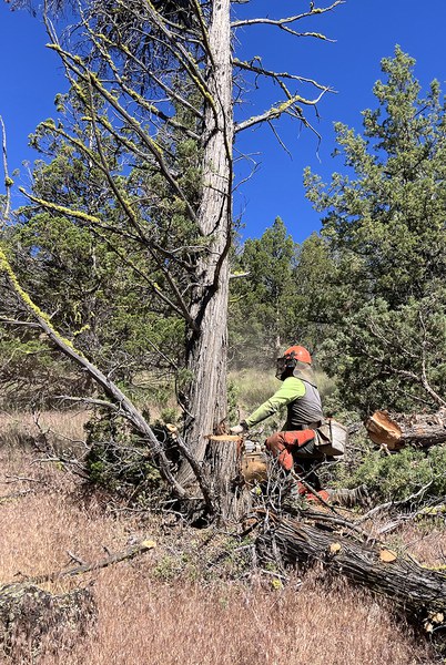Juniper thinning at Rimrock Ranch. Photo: Land Trust.