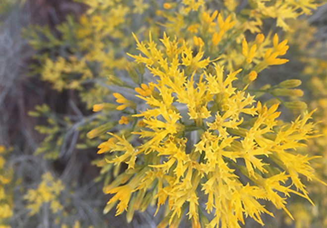 Central Oregon Shrub Guide