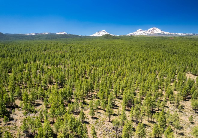 Skyline Forest Update