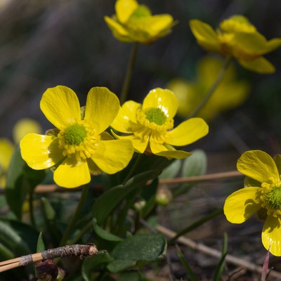 A luminous Sagebrush buttercup blooms during the early season at Whychus Canyon Preserve. Photo: Gary Miller.