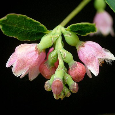 Photo: Frank Vincentz, Creative Commons.