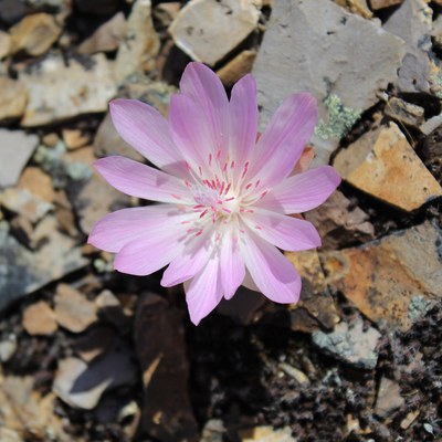 A small Bitterroot flower blooms through rocks at Coffer Ranch Easement. Photo: Land Trust.