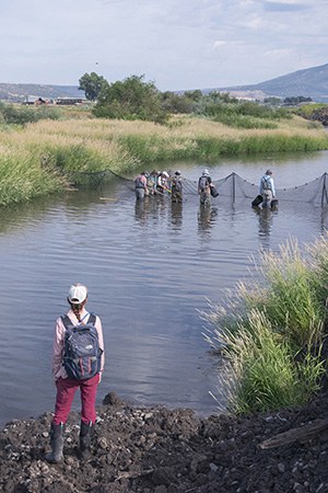 Crews rescue fish during the Ochoco Preserve restoration. Photo: Rick Dingus.