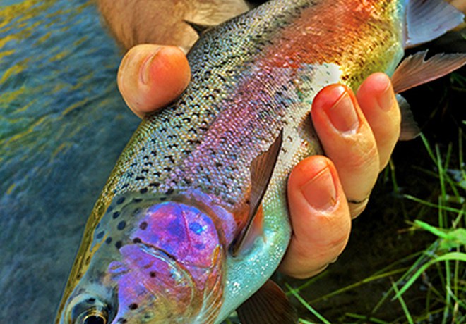 Redband Trout in Central Oregon