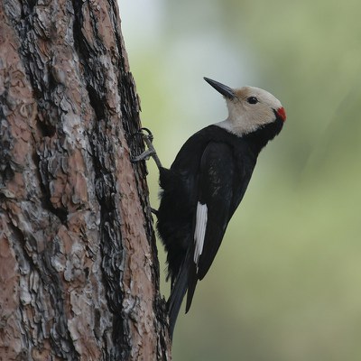 White-headed woodpecker. Photo: Dick Tipton.