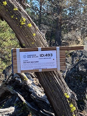 A new bee nesting house at Whychus Canyon Preserve. Photo: Land Trust.