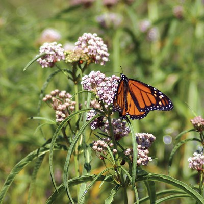 Narrowleaf milkweed. Photo: Thomas Landis.