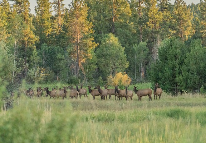 Land Trust Assists with Elk Research Efforts
