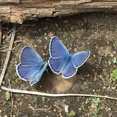 Echo azure. Photo Land Trust.