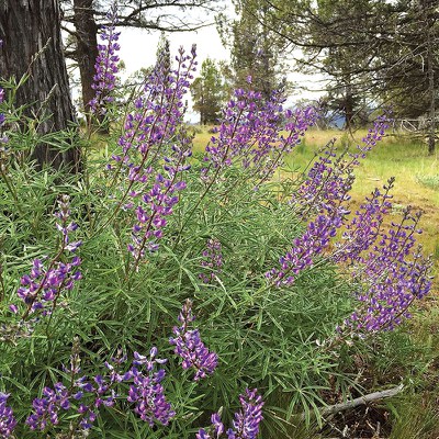 Lupine. Photo: Joan Amero.