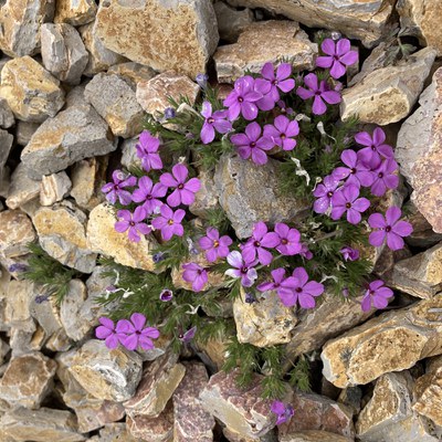 Small purple Spreading phlox blooms in between rocks at Coffer Ranch easement. Photo: Land Trust.