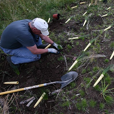 A Land Trust volunteer plants native sedges at Camp Polk Meadow Preserve. Photo: Jay Mather.