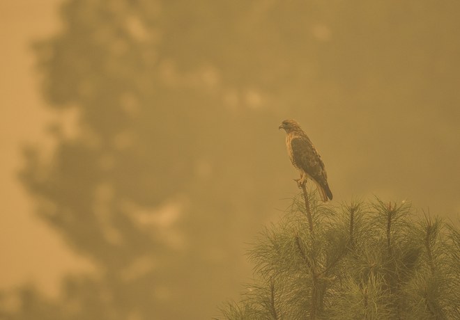 Flat Fire Closes Land Trust Preserves Near Sisters