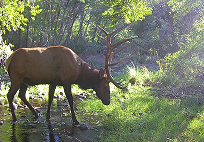 Elk Rutting Season is Here
