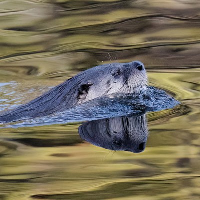 Photo: John Williams.