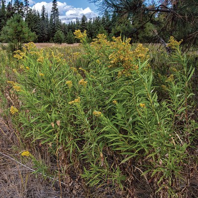 Canada goldenrod. Photo: Jay Mather.