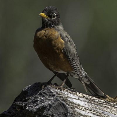 American robin. Photo: Kris Kristovich.