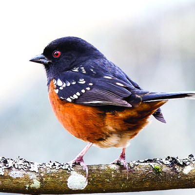 Spotted towhee. Photo: John Williams.
