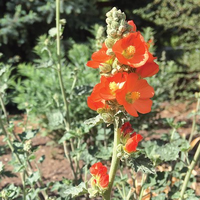 Munro's globemallow. Photo: Land Trust.