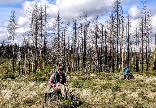 Skyline Forest Closure