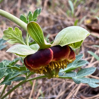 A Brown's peony begins to bloom at the Metolius Preserve. Photo: Joan Amero.