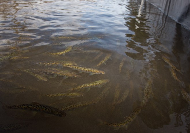 Fish Reintroduction Update 2025