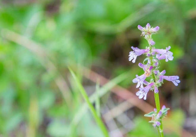 Peck's penstemon. Photo: John Williams.