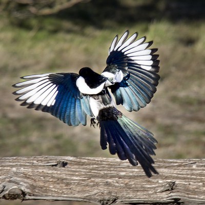 Black-billed magpie. Photo: Marlin Kontje.