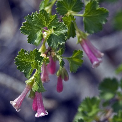 A Wax currant in full bloom at Rimrock Ranch. Photo: M. A. Willson.