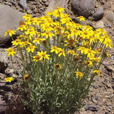 Oregon sunshine. Photo: MA Willson.