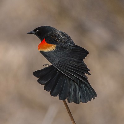 Red-winged blackbird. Photo: Kris Kristovich.