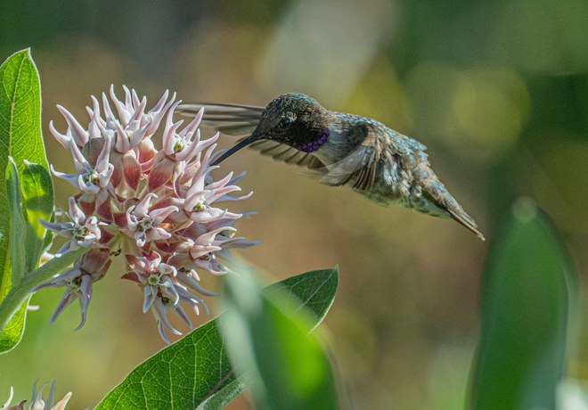Summer Wildlife Wanderings