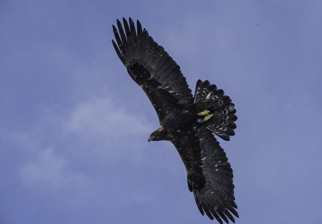 Golden Eaglet at Aspen Hollow Preserve