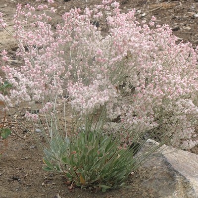 Snow buckwheat. Photo: Mike Lattig.