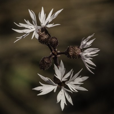 A Prairie star flower blooms at Whychus Canyon Preserve. Photo: Kris Kristovich.