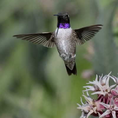 A male black-chinned hummingbird at Camp Polk Meadow Preserve. Photo: Barb Rumer.