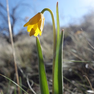 A yellow bell in bloom at Whychus Canyon Preserve. Photo: Land Trust.