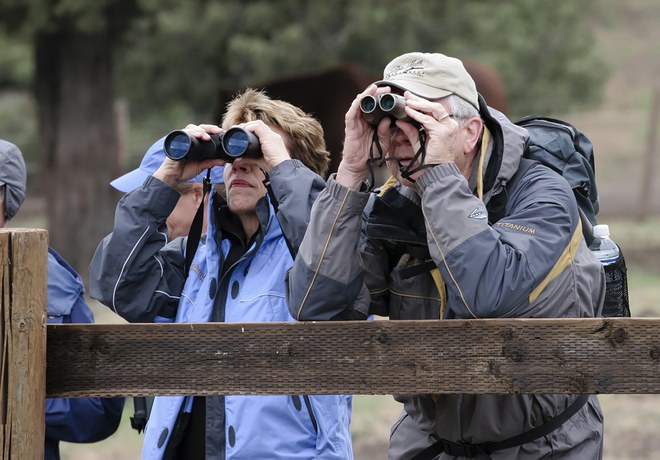 Community Science for the Birds