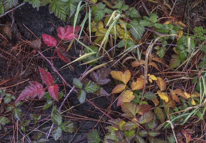 Fall Wandering at Metolius Preserve
