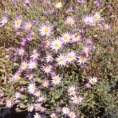 Hoary aster. Photo: Mike Lattig.