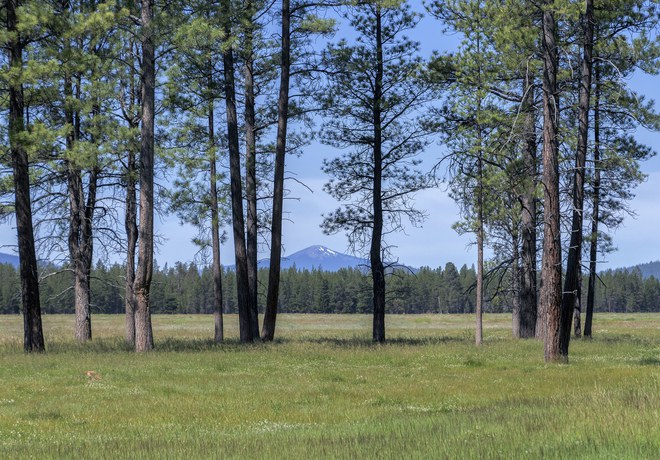 Paulina Creek Preserve Update