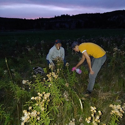 Staff inoculate Canada thistle with the rust fungus. Photo: Land Trust.