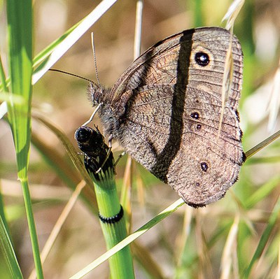 Common wood nymph. Photo: Randy Tomer.