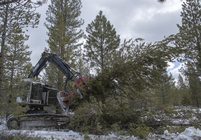 First Phase of Forest Restoration Complete at Paulina Creek Preserve