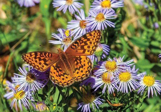 Butterfly Declines Are an Urgent Call for Help