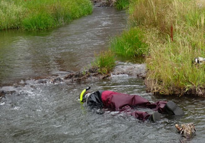 Searching for Chinook