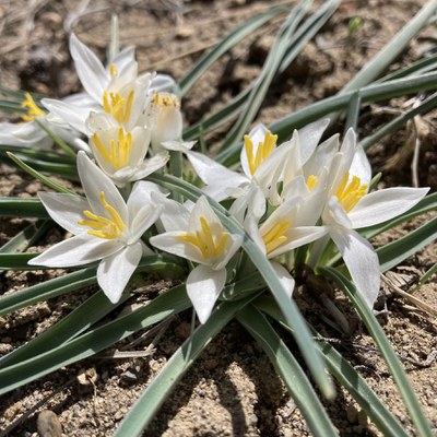 A Sand lily blooms during spring at Paulina Creek Preserve. Photo: Land Trust.