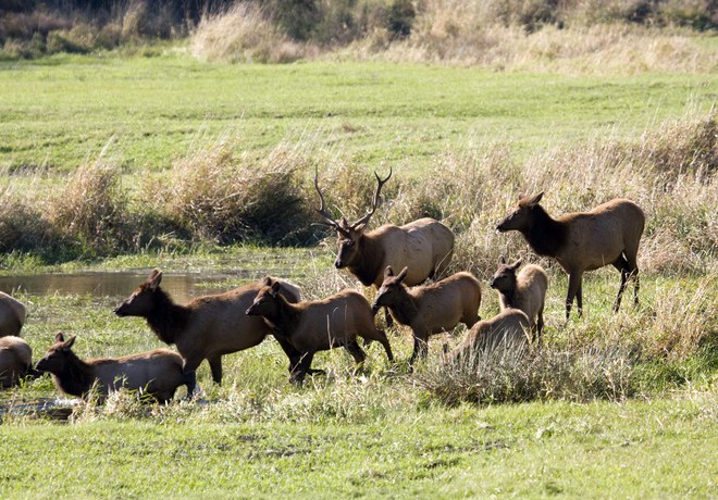 Magnificent Migrations!