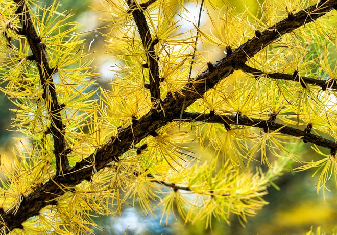 Bend Bulletin highlights fall colors along the Metolius Preserve's Larch Trail Loop