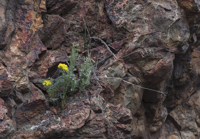 Botany Surveys at Priday Ranch Show Diversity of Native Plants
